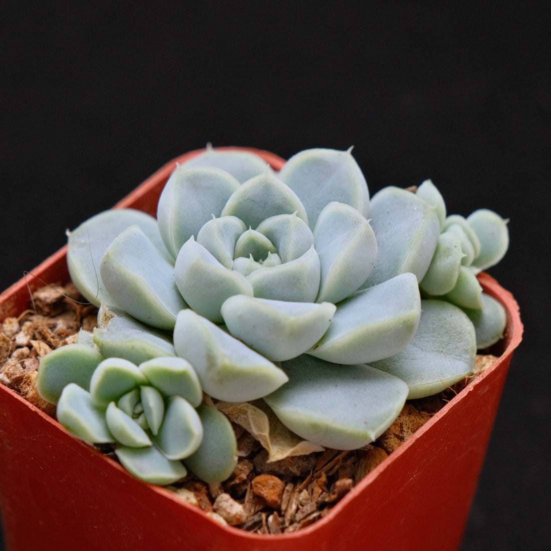 Echeveria Dodoli Korean Succulent Plant (No bumps yet)