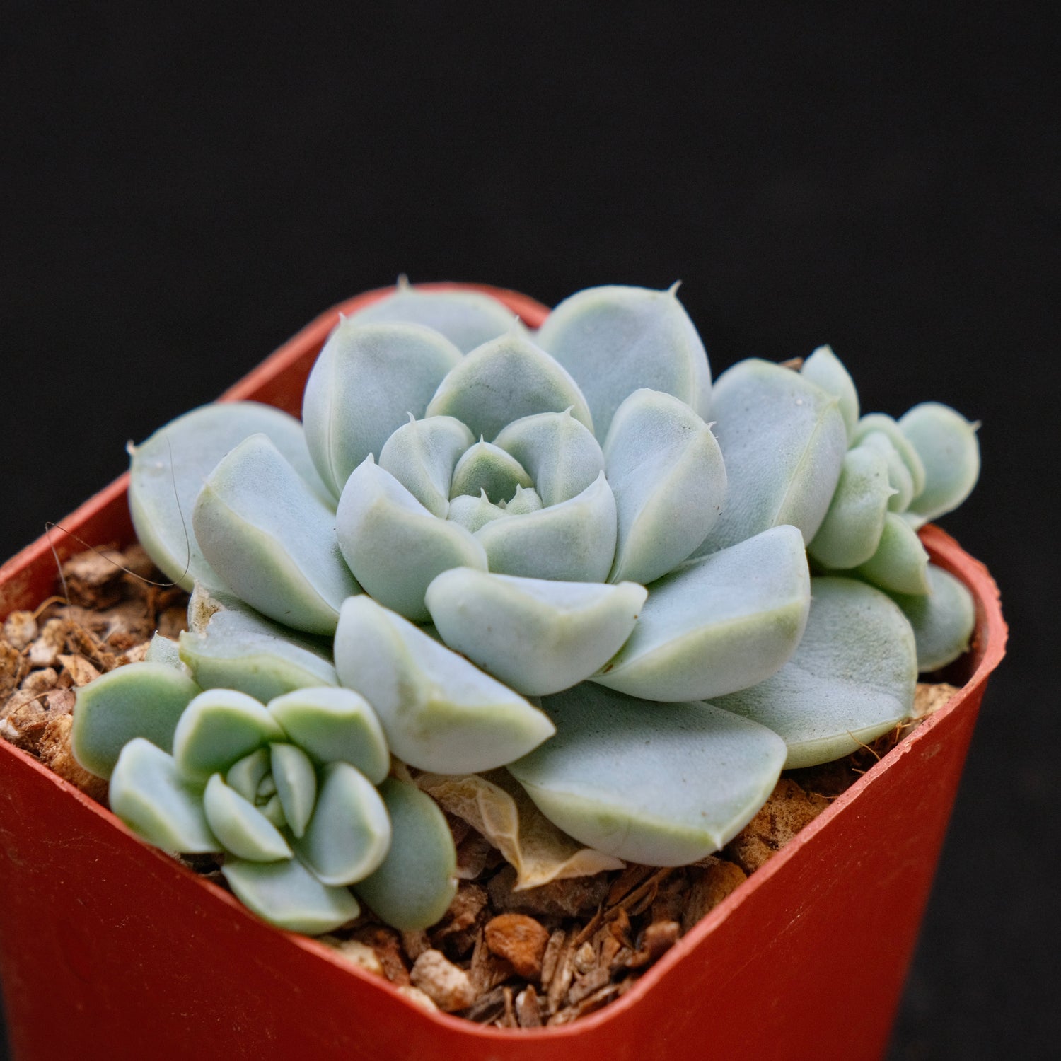 Echeveria Dodoli Korean Succulent Plant (No bumps yet)
