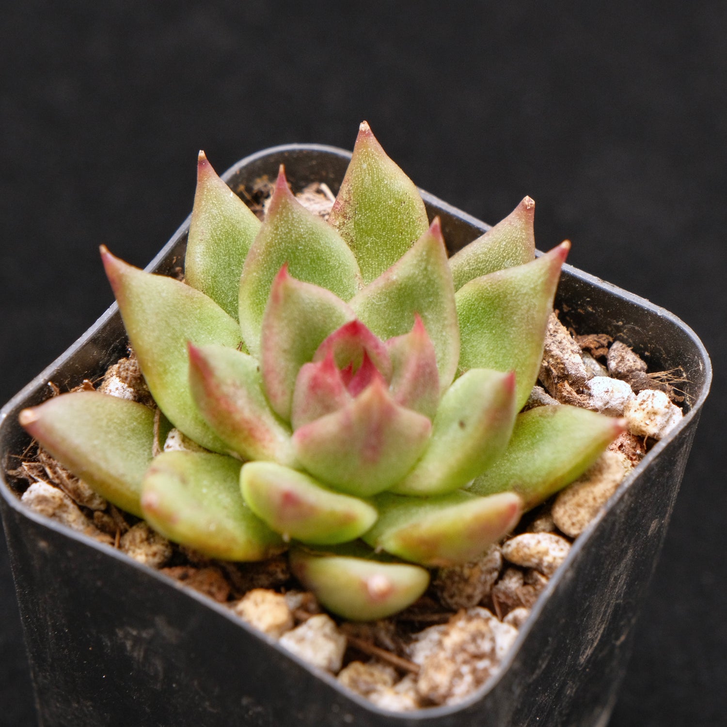 Echeveria Bloody Maria hybrid Korean Succulent Plant