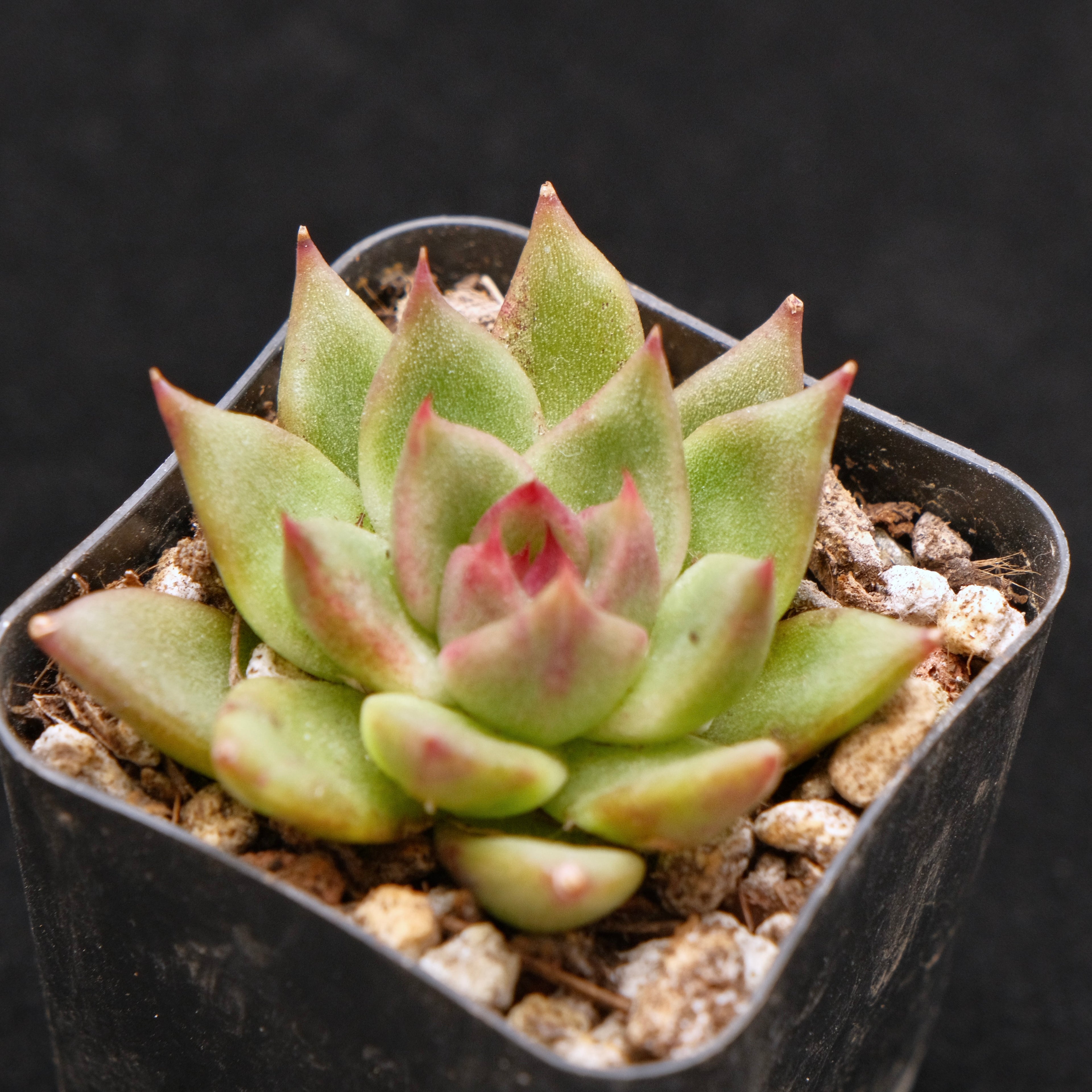 Echeveria Bloody Maria hybrid Korean Succulent Plant