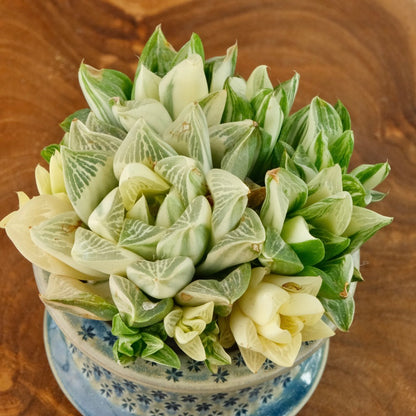 Variegated Haworthia Magnifica cluster Imported Succulent Plant