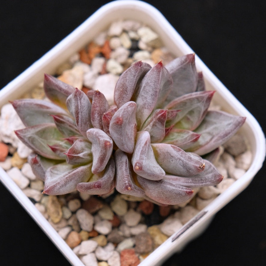 Echeveria Tremolo Korean Succulent Plant Hwaga Hybrid