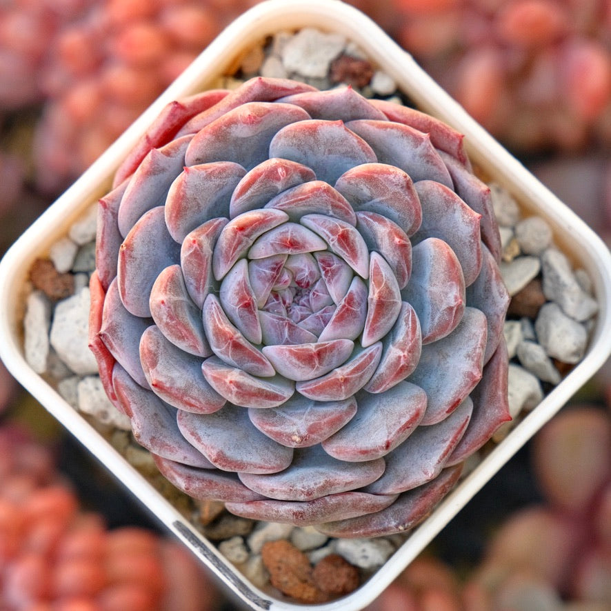 Echeveria Pink Jenny Korean Succulent Plant