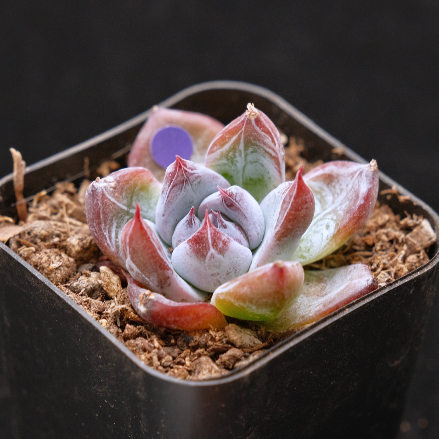 Small Echeveria Black Sabbath Korean Succulent Plant Air Magic Hybrid