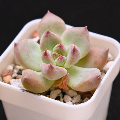 Chubby Echeveria Shakino hybrid Korean Succulent Plant