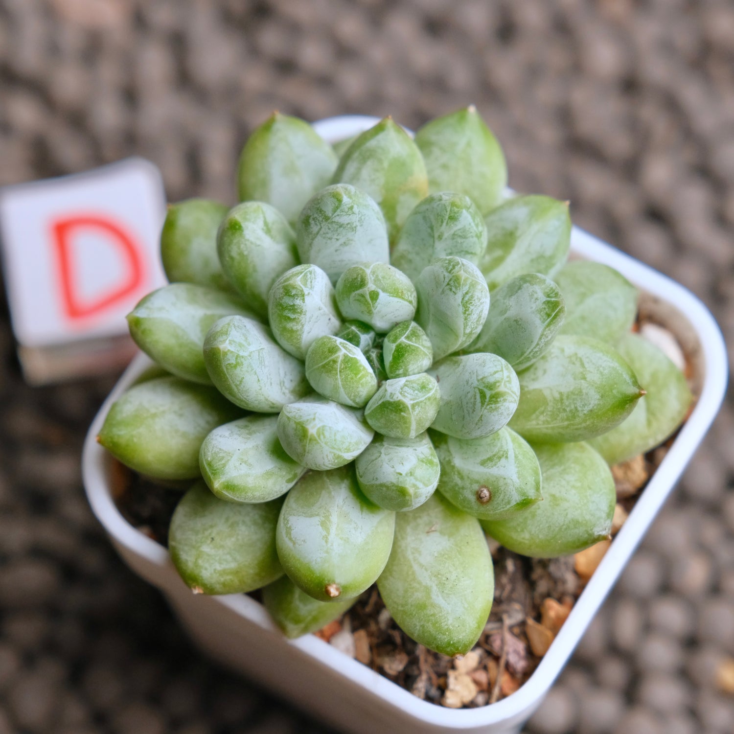 Pachyveria Cocoa Beans Imported Succulent Plant - D