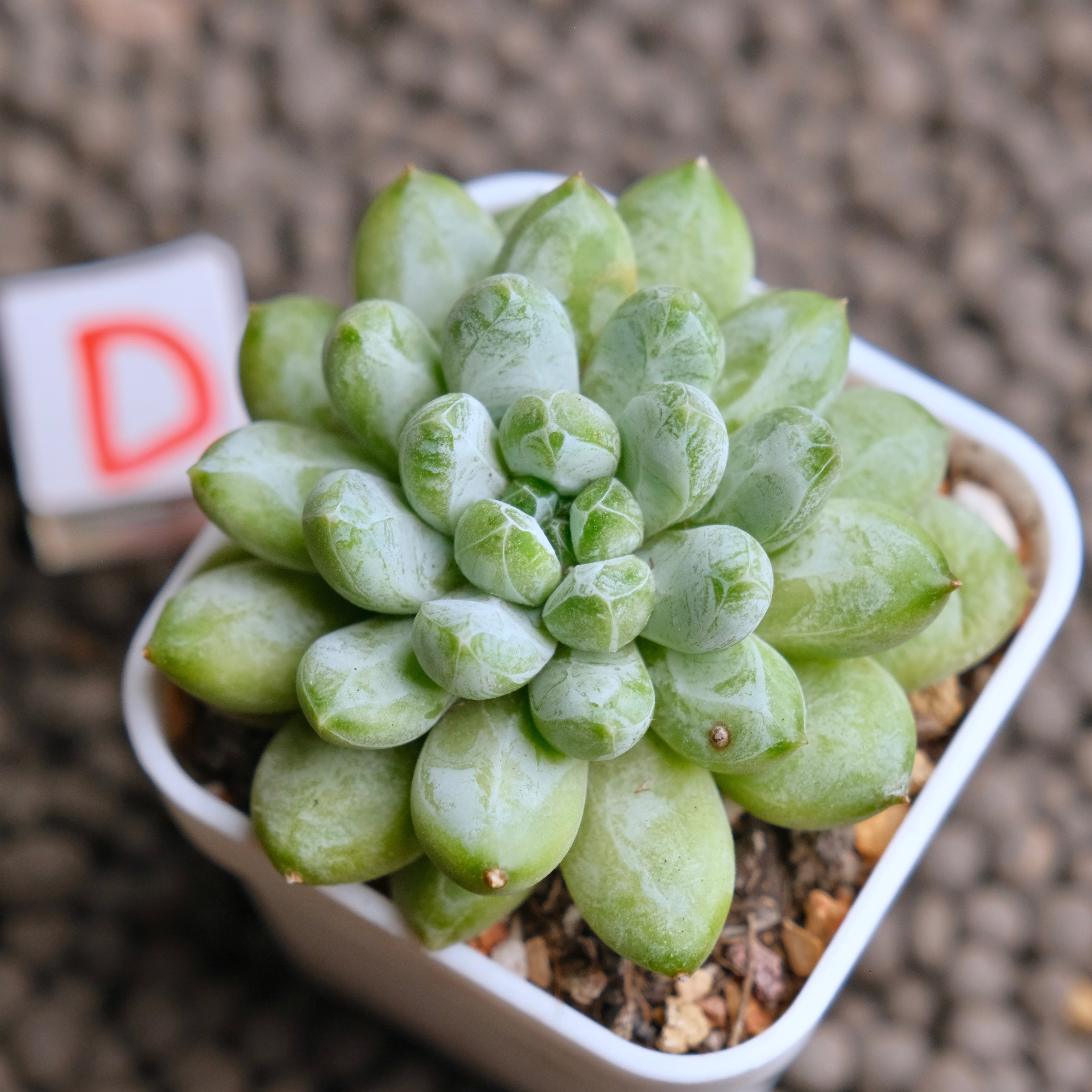 Pachyveria Cocoa Beans Imported Succulent Plant - D