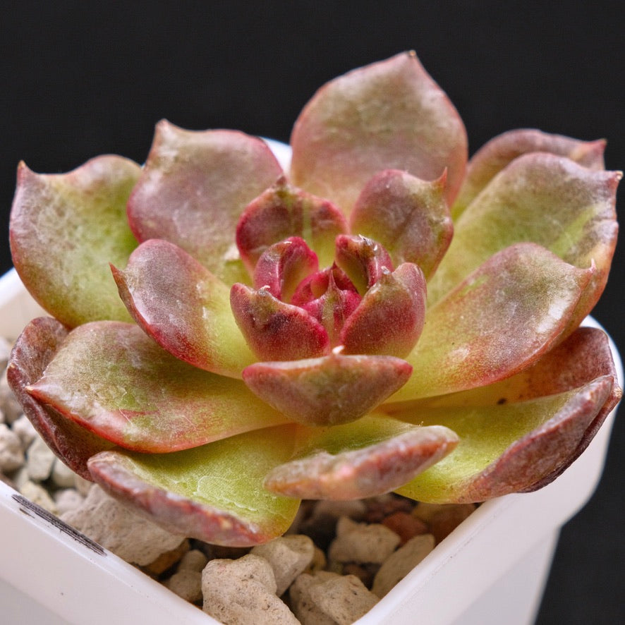 Variegated Echeveria Black Rose Korean Succulent Plant