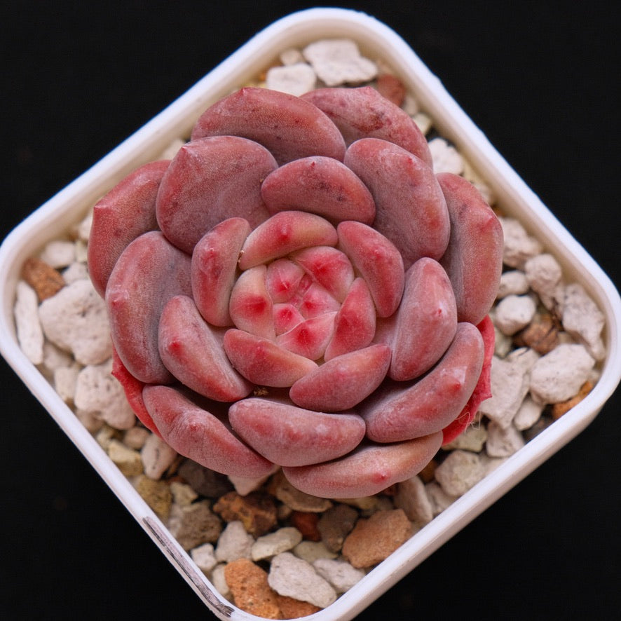 Echeveria Ariel Korean Succulent Plant