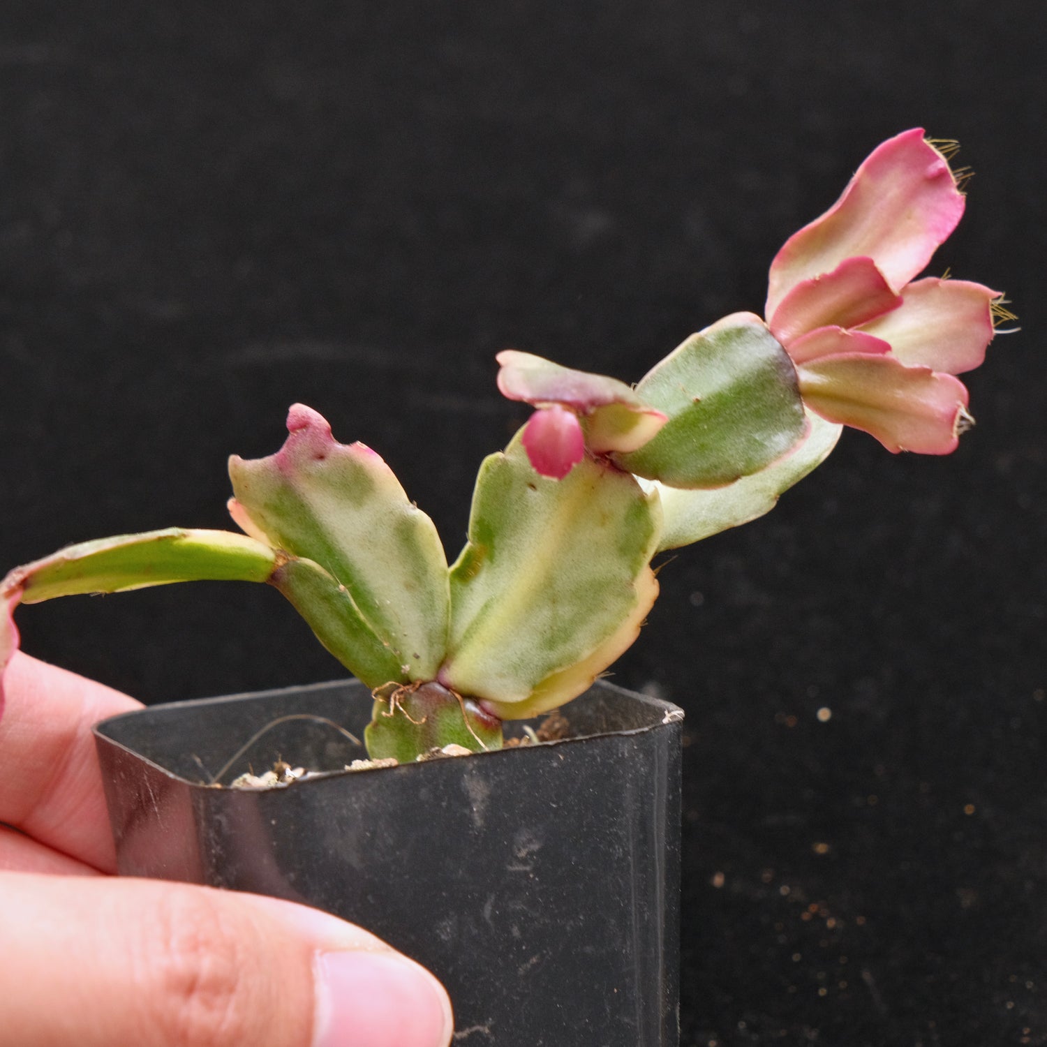 Variegated Christmas Cactus Succulent Plant