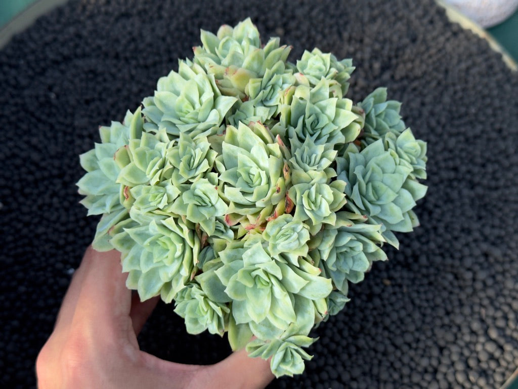 Monstrose Echeveria Rose Queen Imported Succulent Plant
