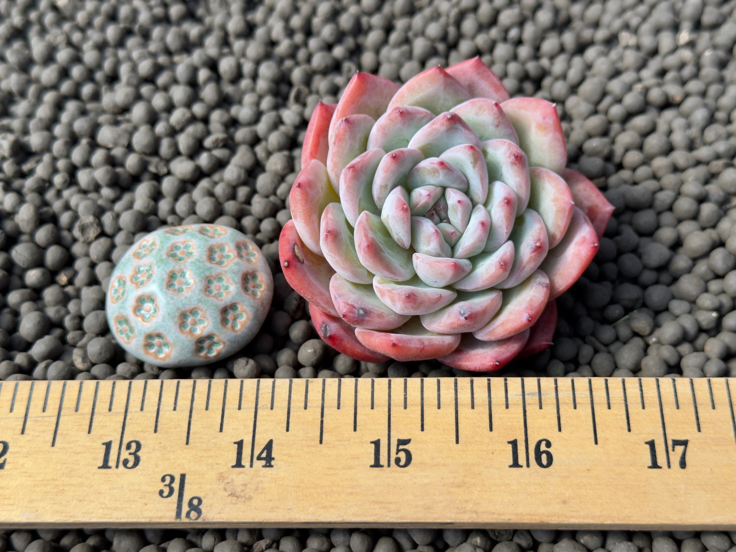 Echeveria hybrid Korean Succulent Plant