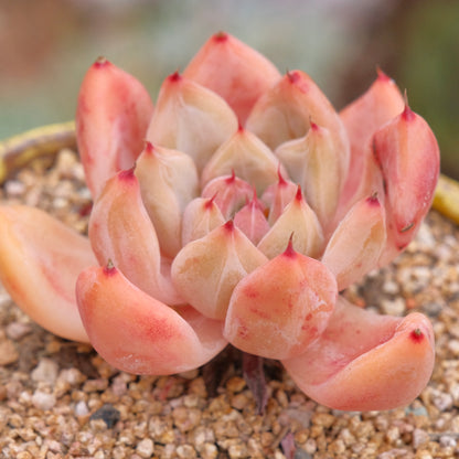Old Echeveria Peña Korean Succulent Plant