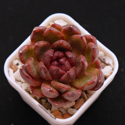 Echeveria Black Rose hyb Korean Succulent Plant