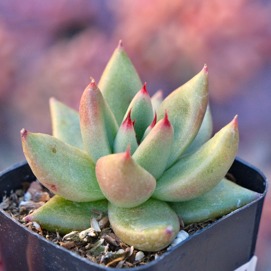 Echeveria agavoides Maria Succulent Plant