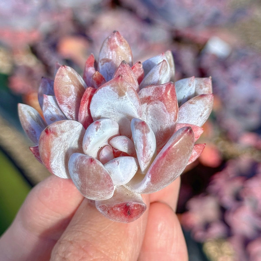 Echeveria Trumso Succulent Plant F