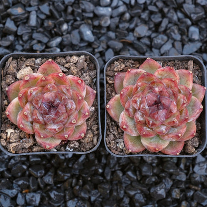 Echeveria Angels Kiss Korean Succulent Plant
