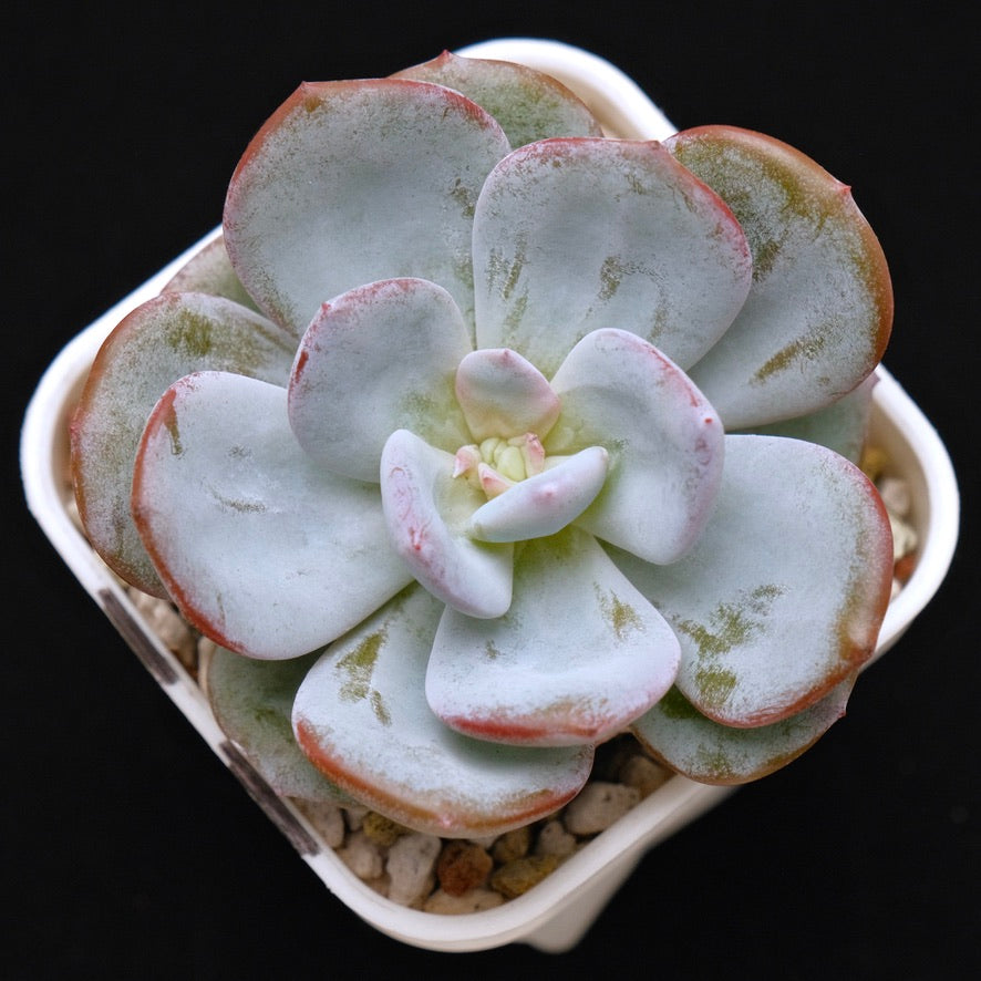 Echeveria Cream Tea hybrid Korean Succulent Plant
