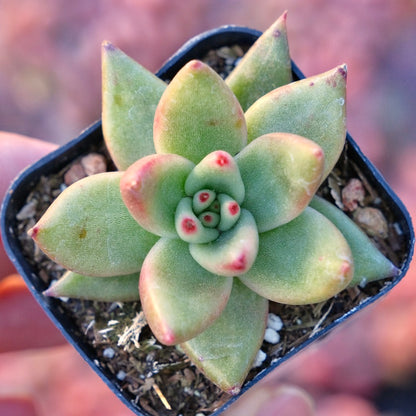 Echeveria agavoides Maria Succulent Plant