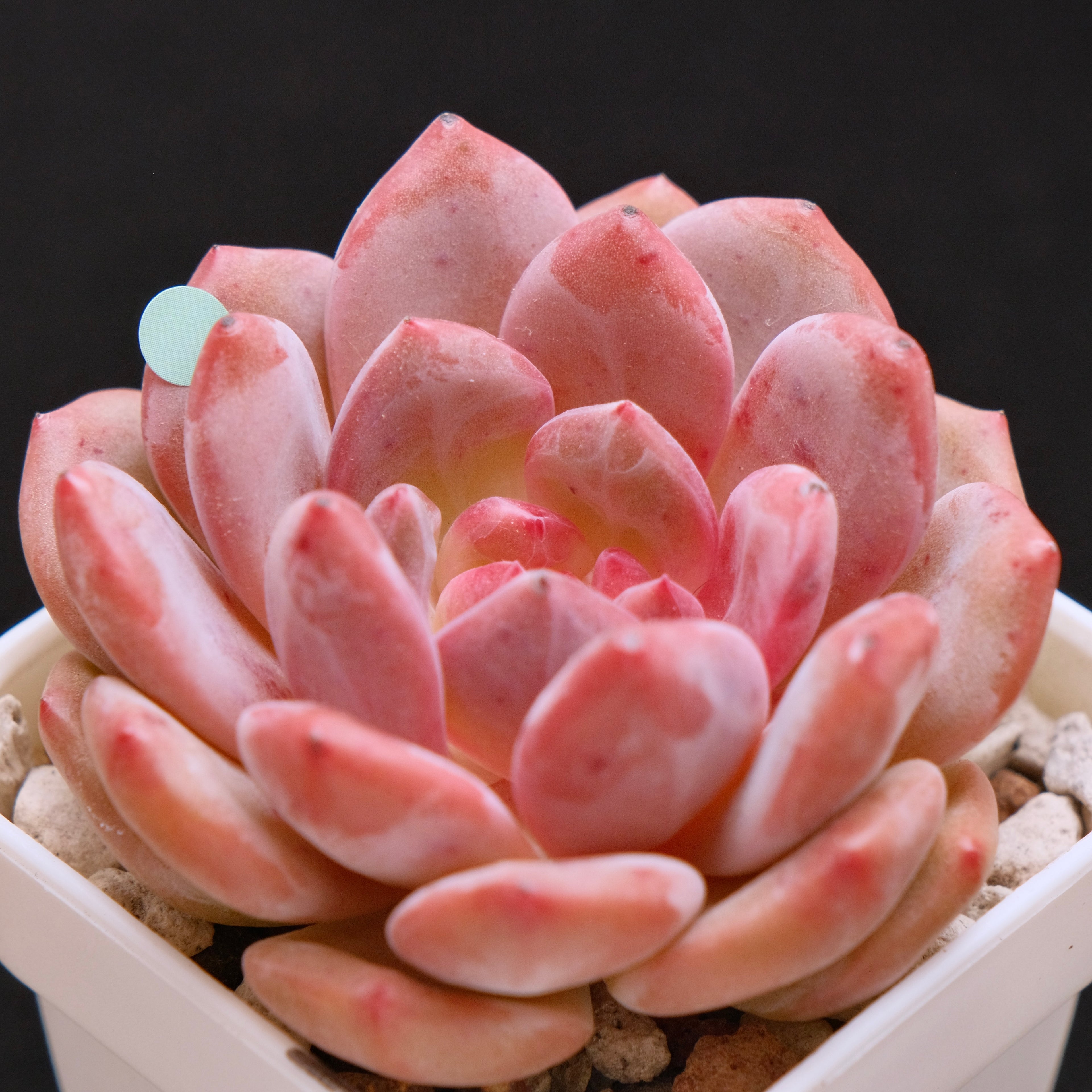 Echeveria Ariel Korean Succulent Plant