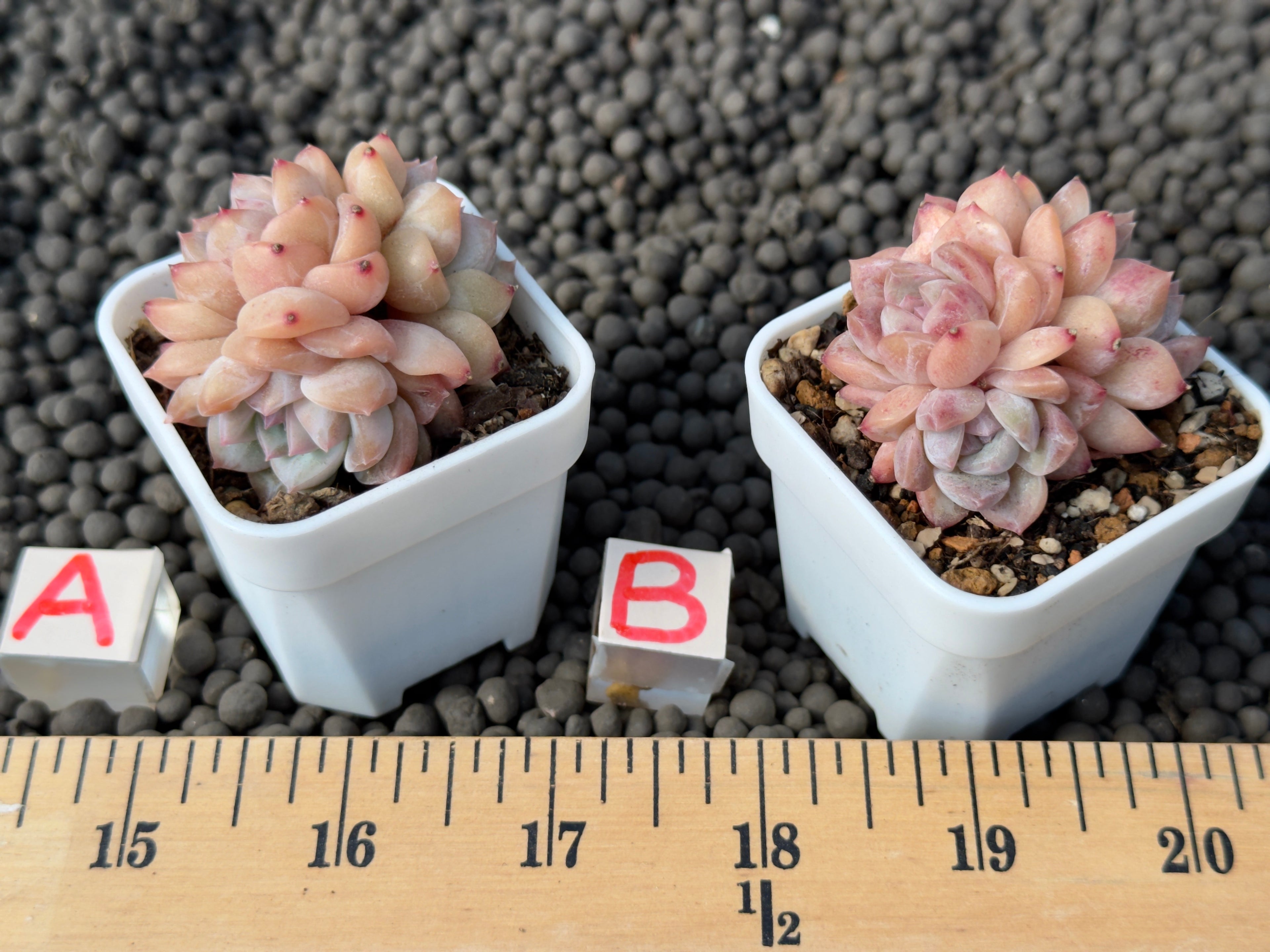 Echeveria Pink Amber cluster Imported Succulent Plant