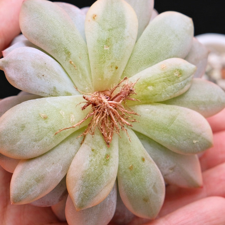 Variegated Echeveria Monroe Korean Succulent Plant