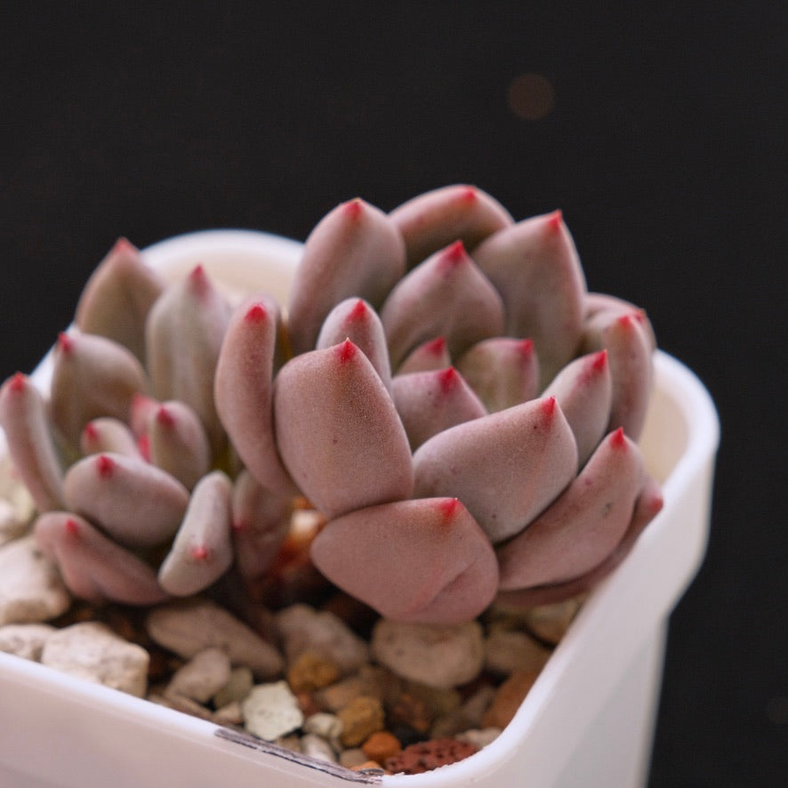Echeveria Champagne Fresh Korean Succulent Plant