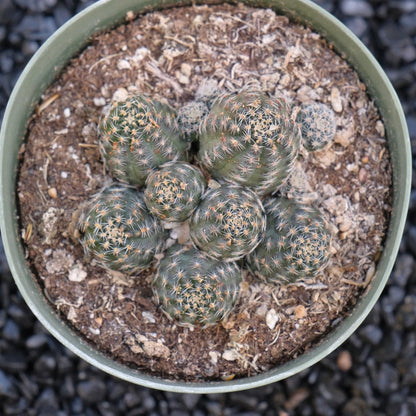 Rebutia sp A Cactus Plant