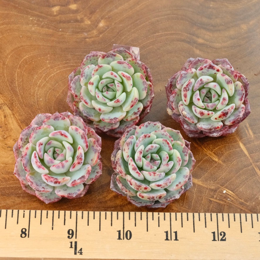 Echeveria Poison Korean Succulent Plant Changhee hybrid