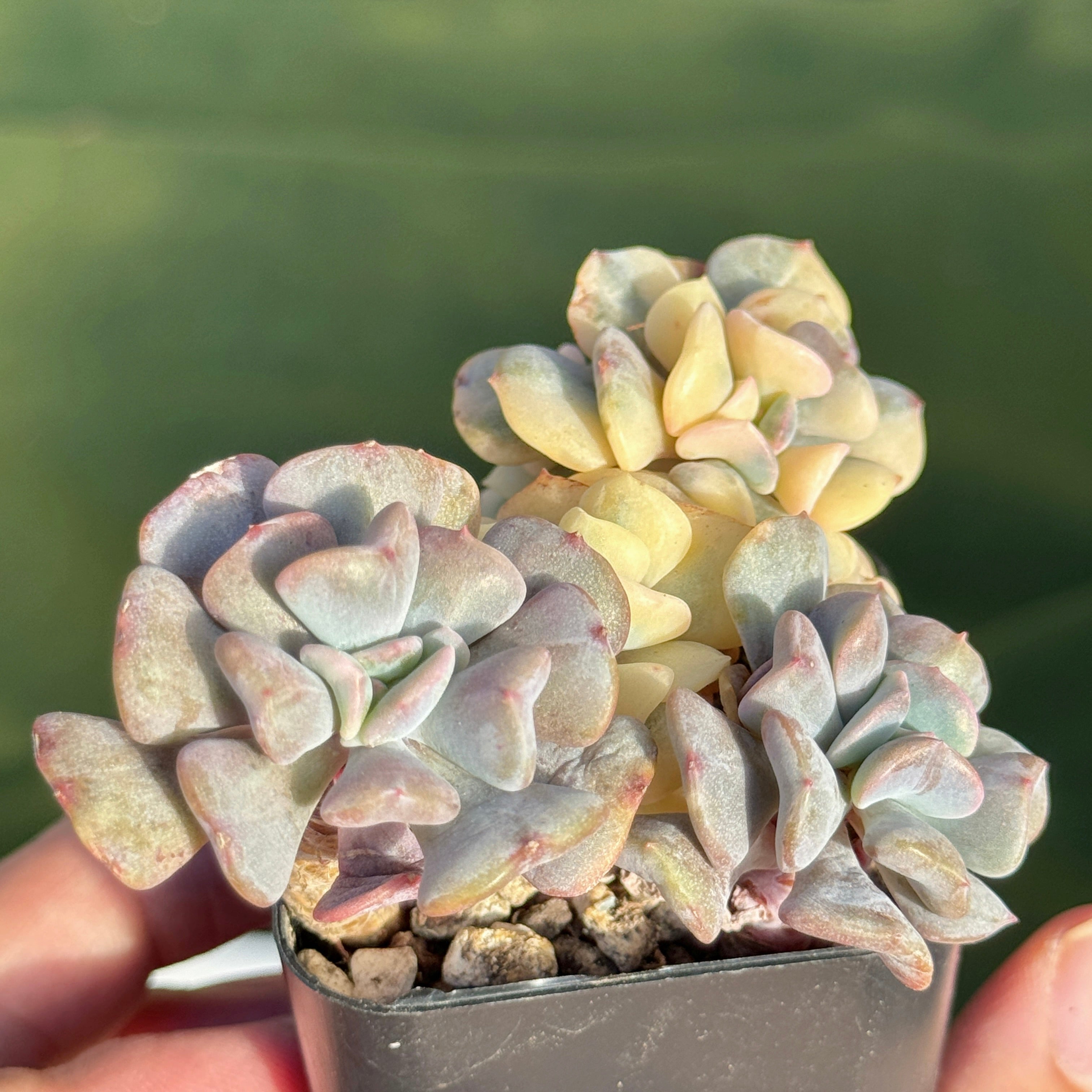 Variegated Echeveria Cubic Frost Korean Succulent Plant