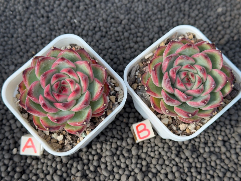 Echeveria Fire Pillar Imported Succulent Plant