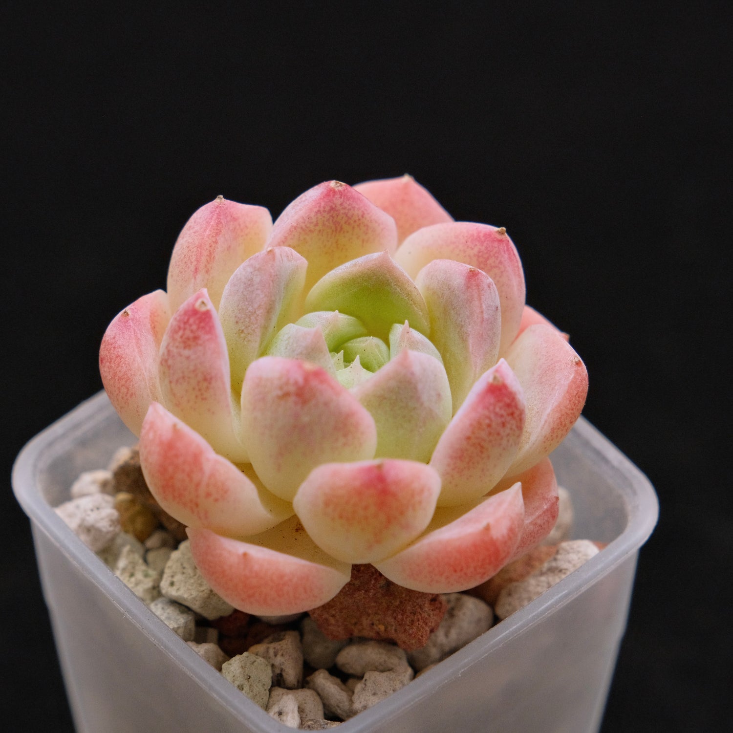 Echeveria Hyalina hybrid Imported Succulent Plant 海琳娜杂
