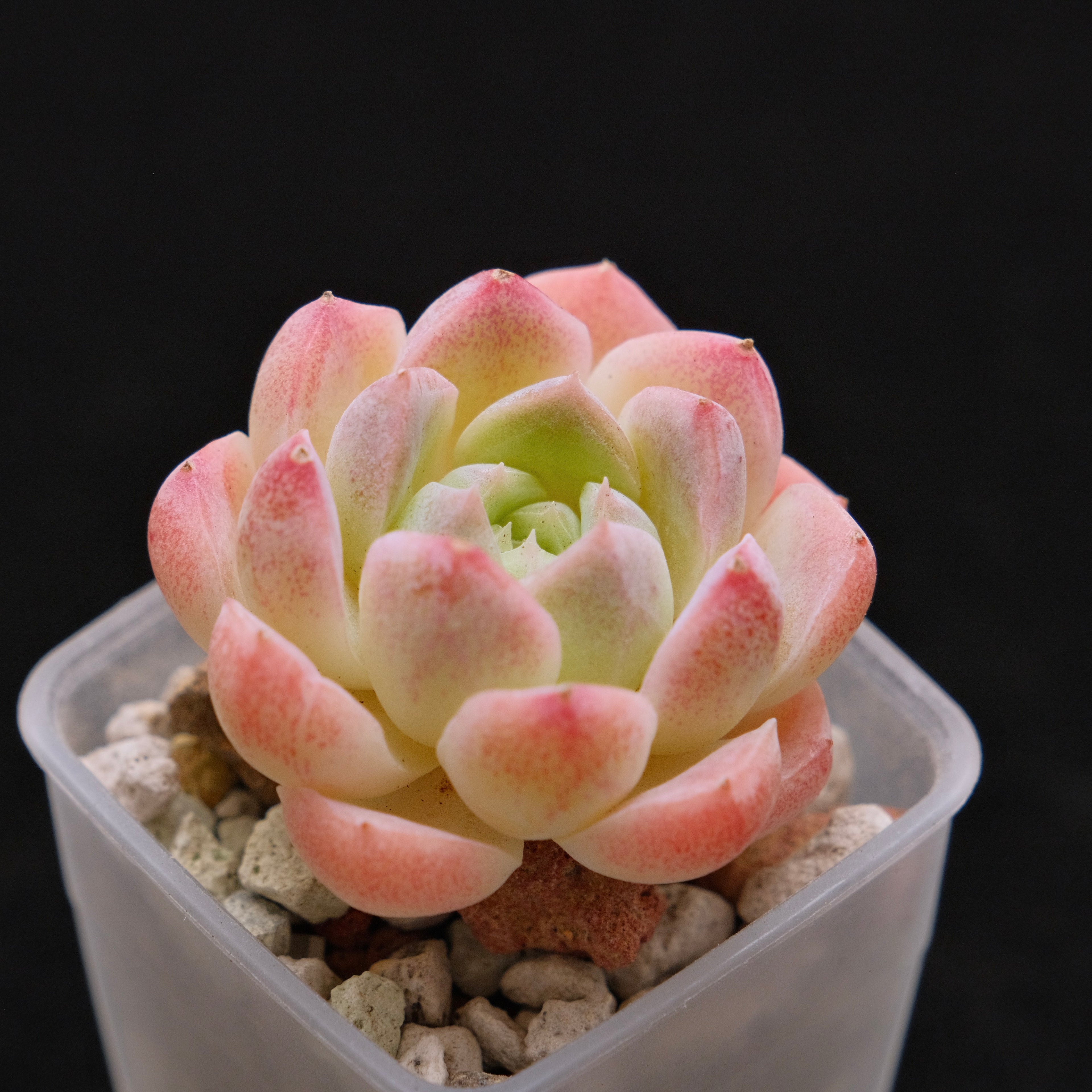 Echeveria Hyalina hybrid Imported Succulent Plant 海琳娜杂