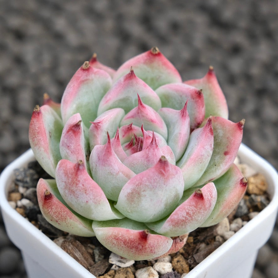 Echeveria White Chihiro Korean Succulent Plant