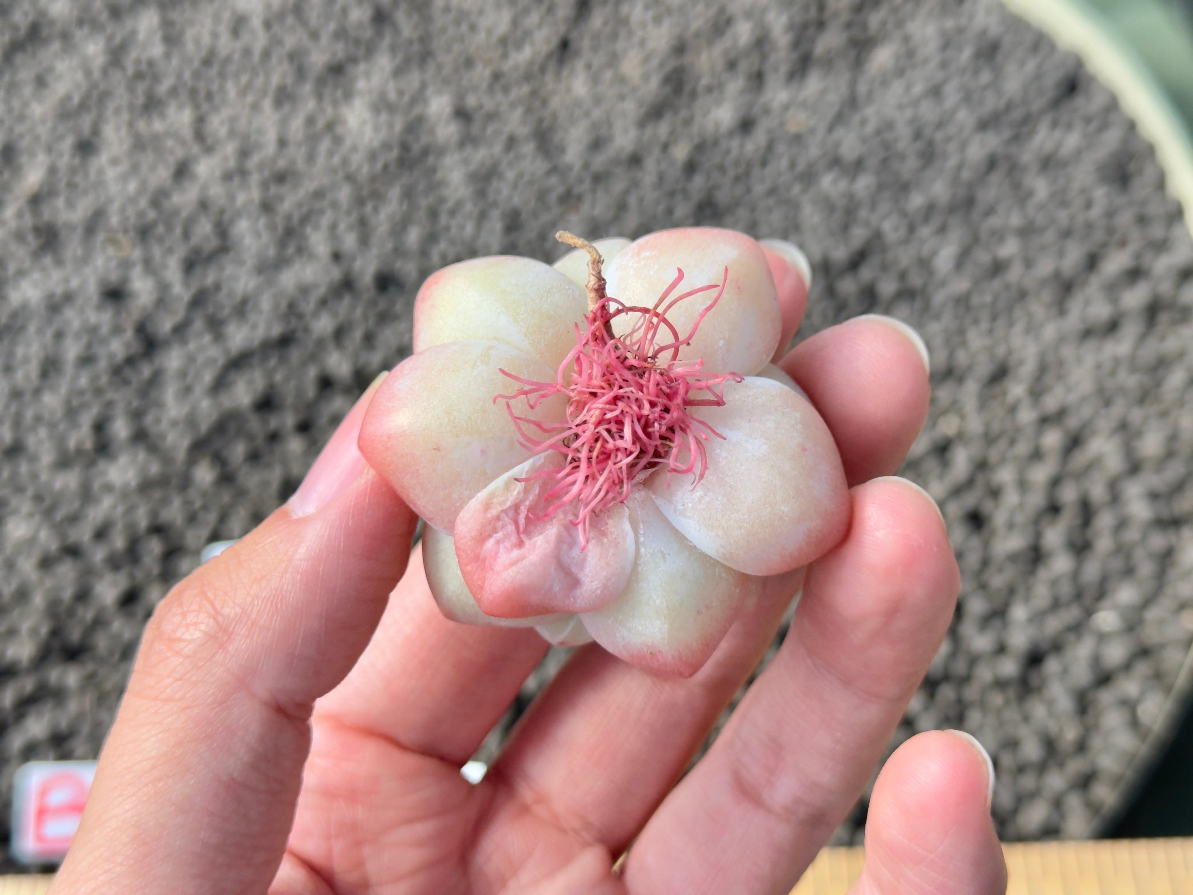 Echeveria Ice Green Imported Succulent Plant