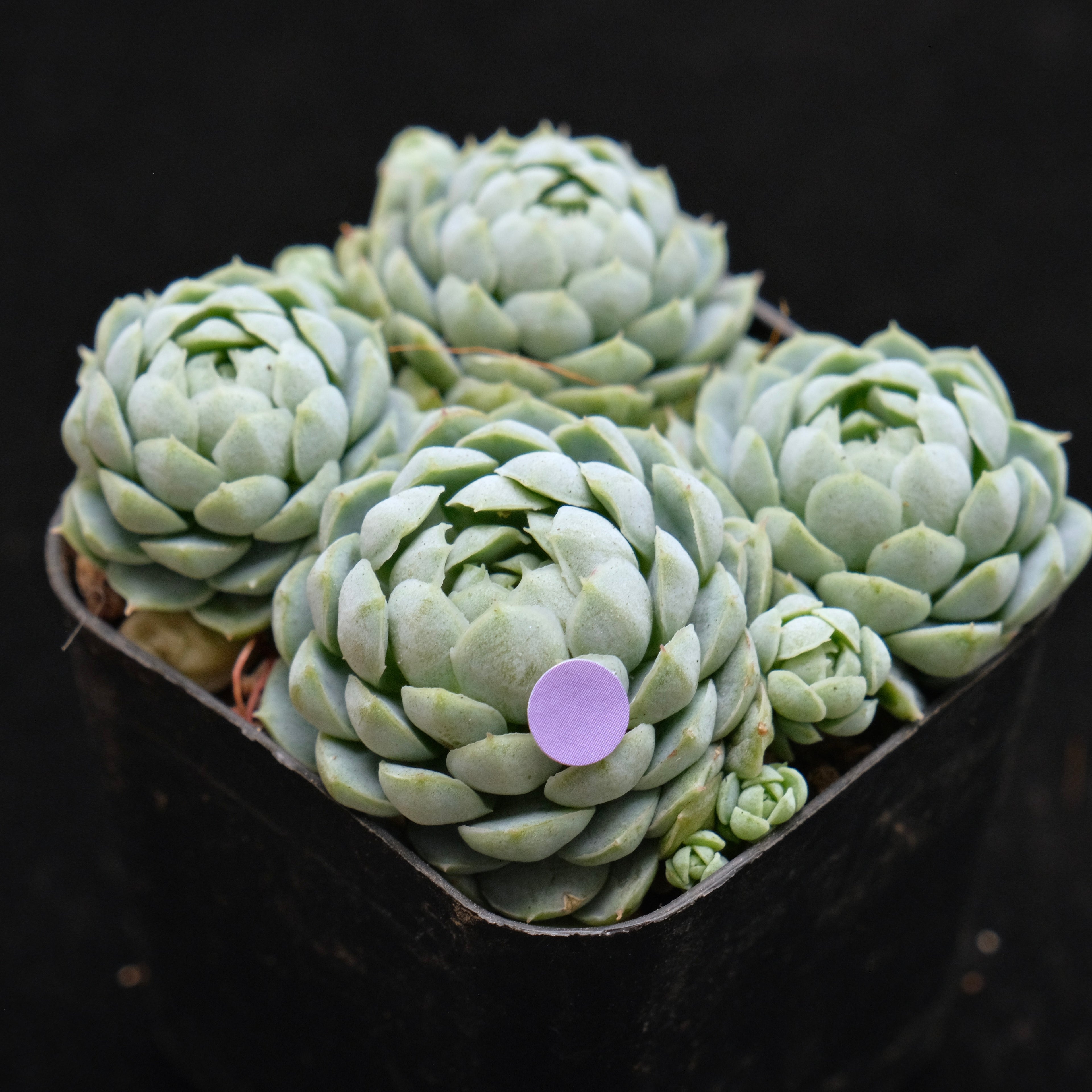 Echeveria Sugar Princess Korean Succulent Plant
