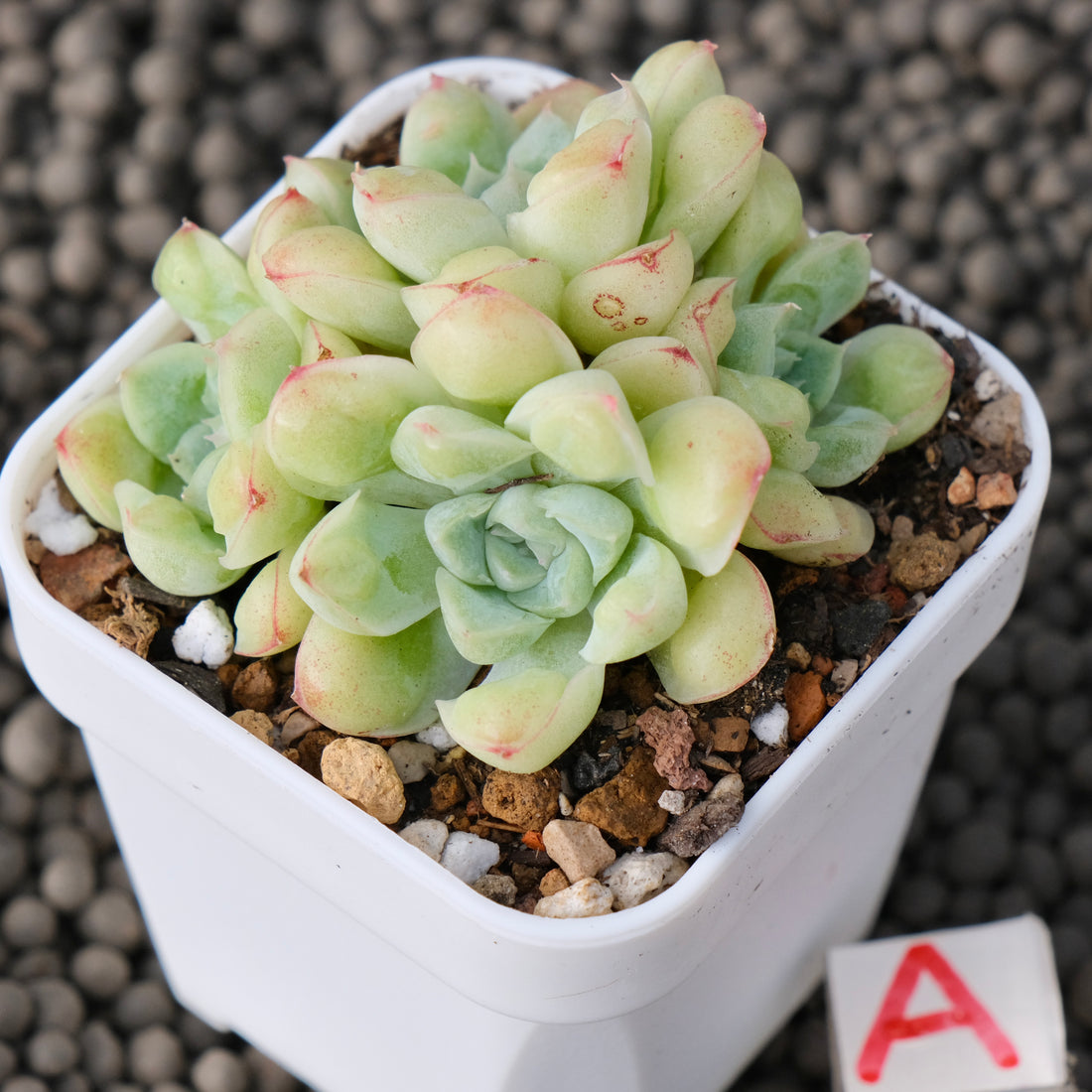 Echeveria Albidrops Korean Succulent Plant