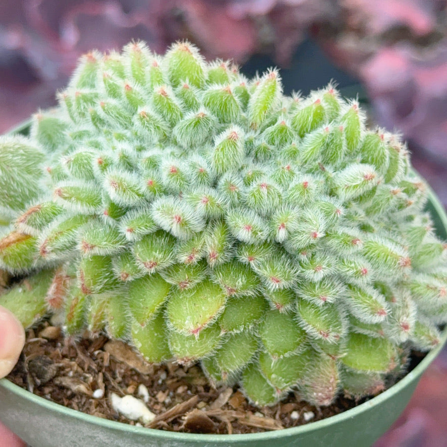 Crested Echeveria Doris Taylor Succulent Plant