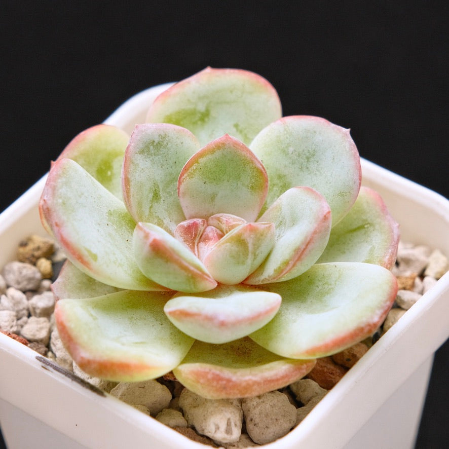 Echeveria Hakuna Matata Korean Succulent Plant