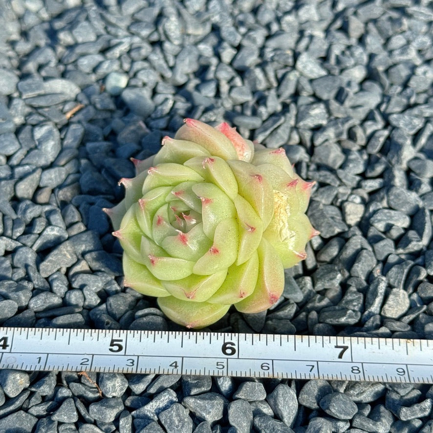 Echeveria Malgan Succulent Plant C