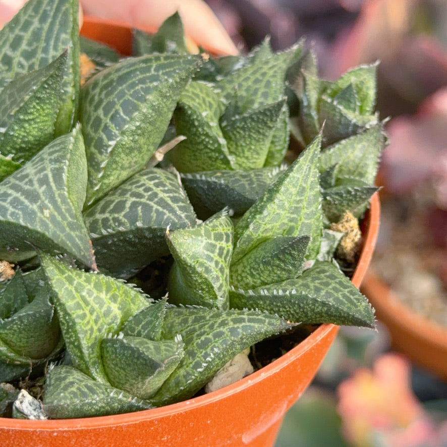 Haworthia tessellata Succulent Plant