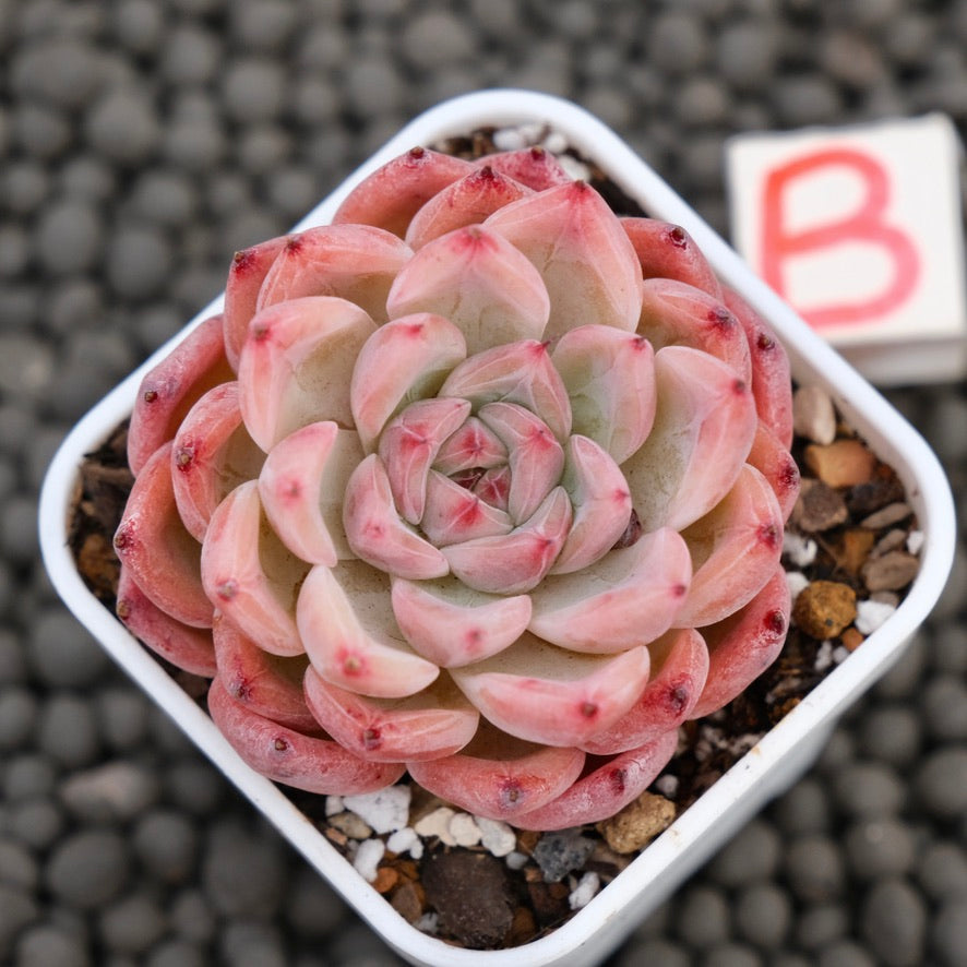 Echeveria Incredible Korean Succulent Plant Hwaga Hybrid