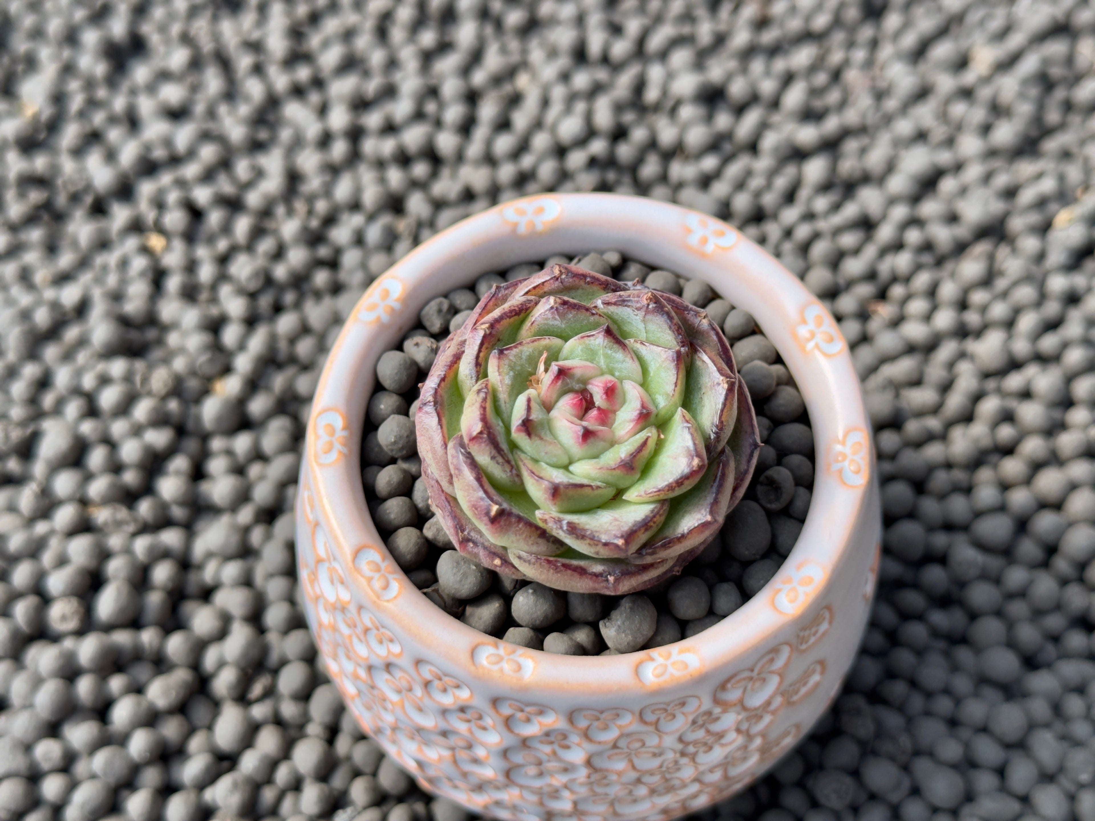 Echeveria Black Orange Imported Succulent Plant