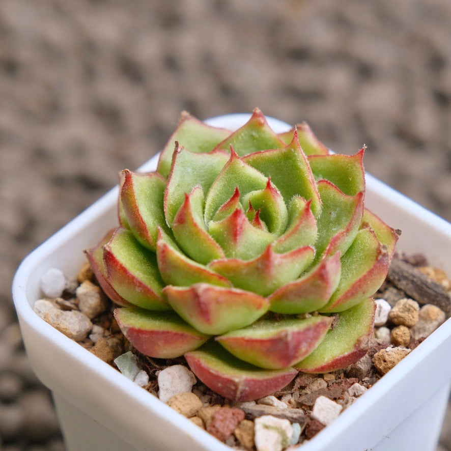 Echeveria Fuego Imported Succulent Plant