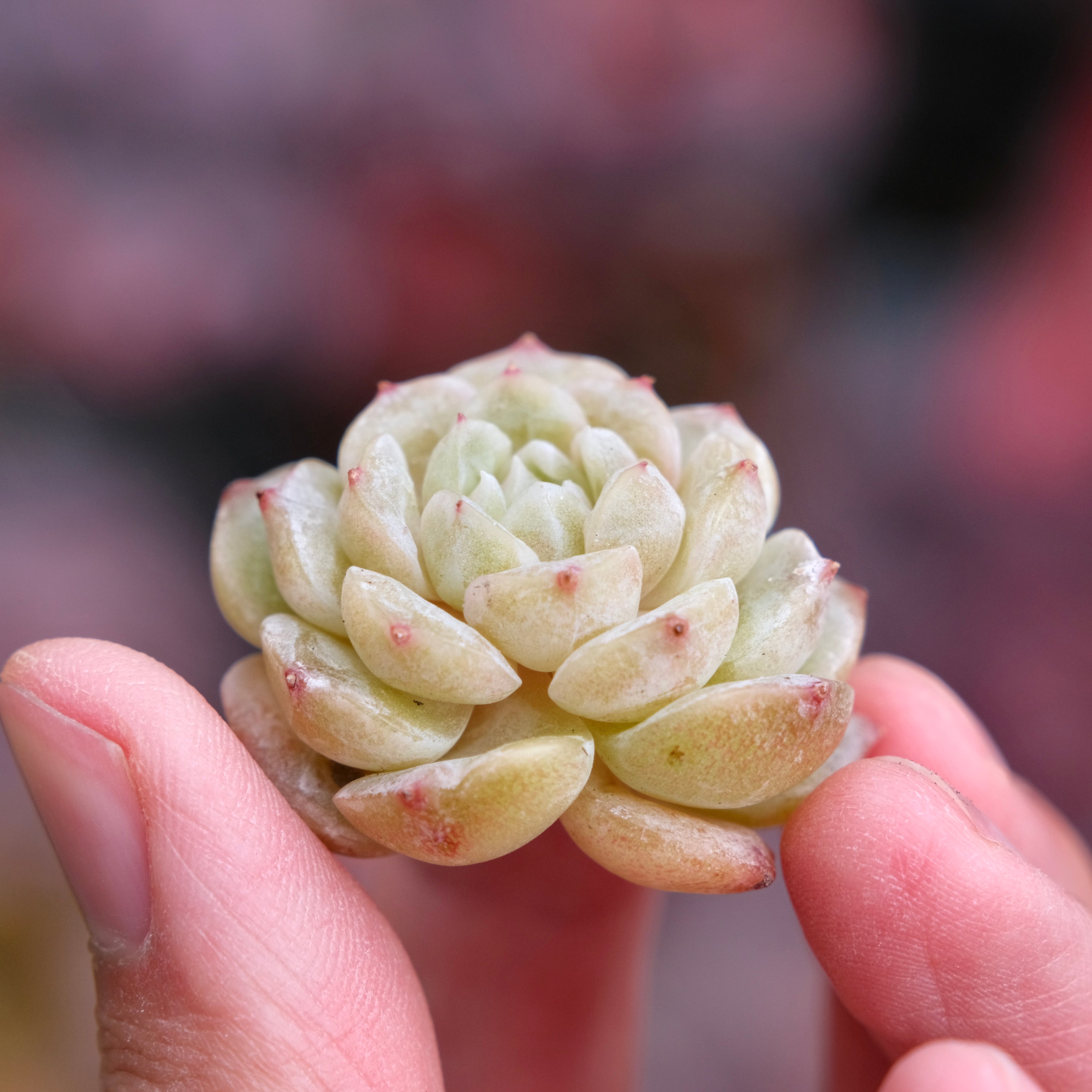 Echeveria Pure Love Korean Succulent Plant Changhee hybrid