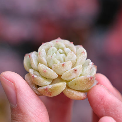 Echeveria Pure Love Korean Succulent Plant Changhee hybrid