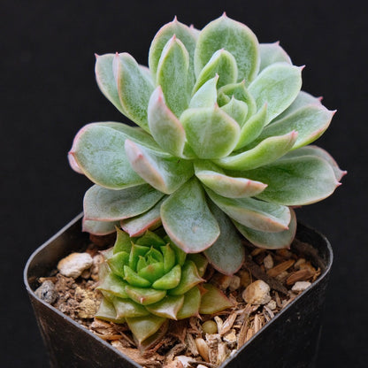 Echeveria Bradburiana Korean Succulent Plant