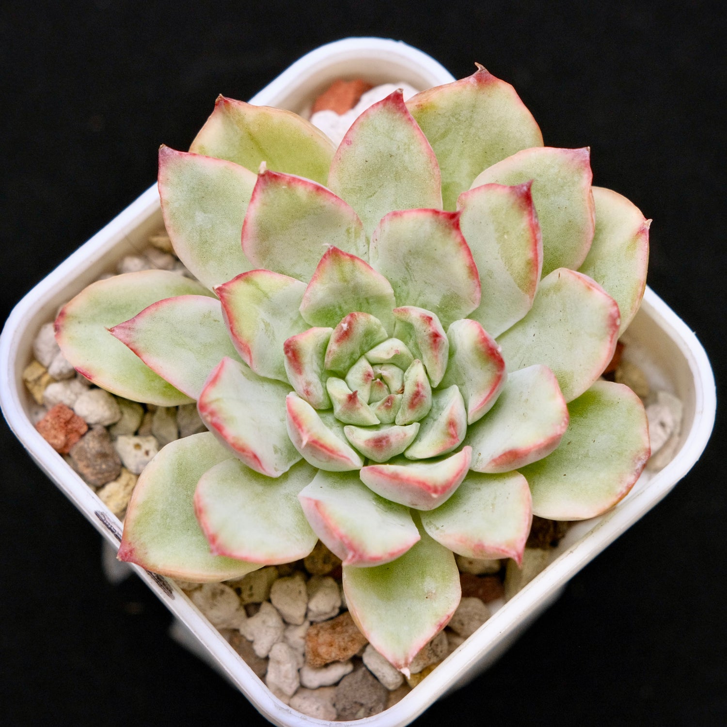 Variegated Echeveria pulidonis Korean Succulent Plant