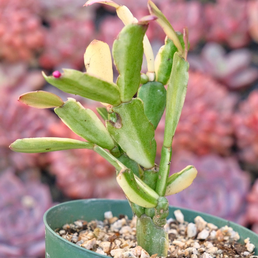 Variegated Christmas Cactus Succulent Plant