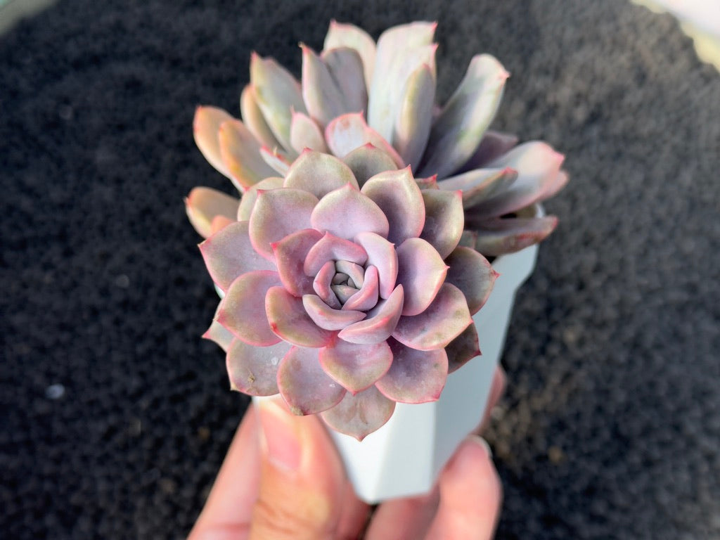 Variegated Echeveria Pink Funky Korean Succulent Plant
